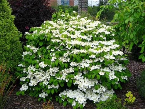 Fast Growing Flowering Shrubs For Privacy Fast Growing Shrubs