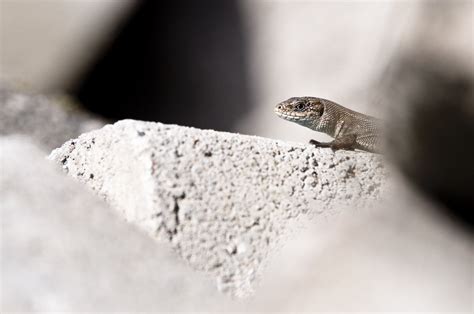 Viviparous lizard can be found in europe and asia. Free Viviparous lizard 2 Stock Photo - FreeImages.com