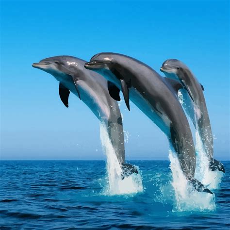 Dolphins Facts I Are Dolphins Dangerous I Lifespan Of Dolphins