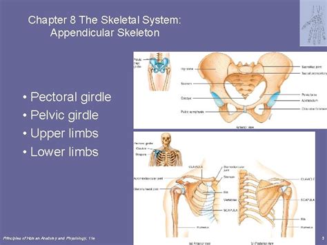 Chapter 8 The Skeletal System Appendicular Skeleton Lecture