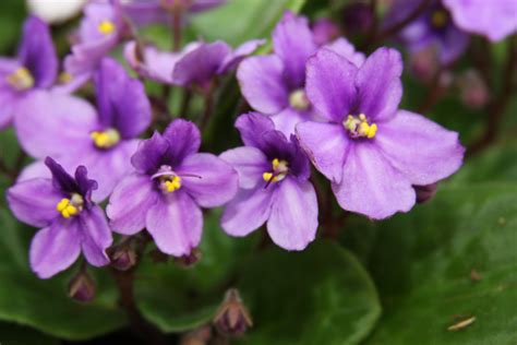 African Violets ~ Plant Of The Week ~ 01282010 The 4 Seasons Of Past