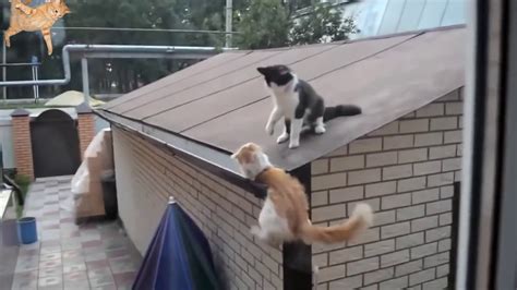 2018 Funny Cats Falling Compilation Warning Very Funny Youtube