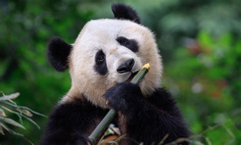 Urso Panda Características Reprodução Curiosidades Escola Kids