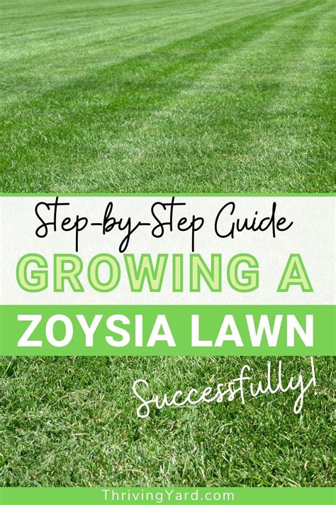Step By Step Guide To Growing A Zoysia Lawn Successfully In 2021 Lawn
