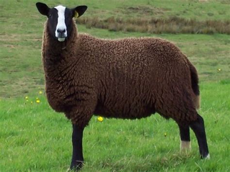 Zwartbles Sheep Sheep Breeds Sheep Goats