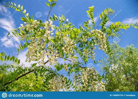 Flowering Acacia Tree In The Garden Selective Focus Stock Image