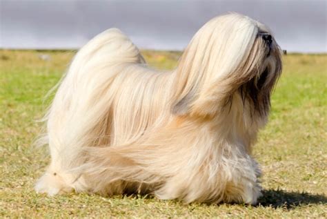 23 Dogs With Fluffy Tails Pictures For Each Breed