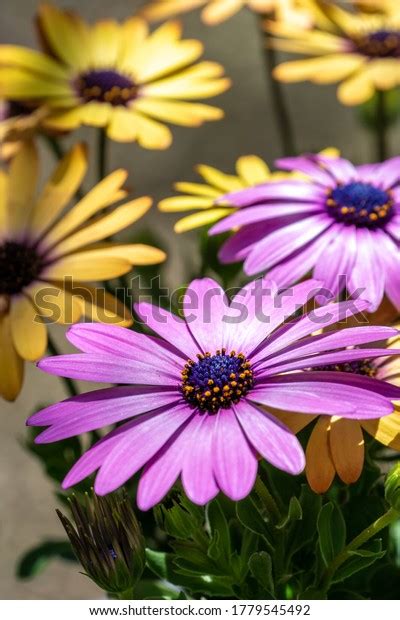 Daisy Flowers Water Drops Stock Photo 1779545492 Shutterstock