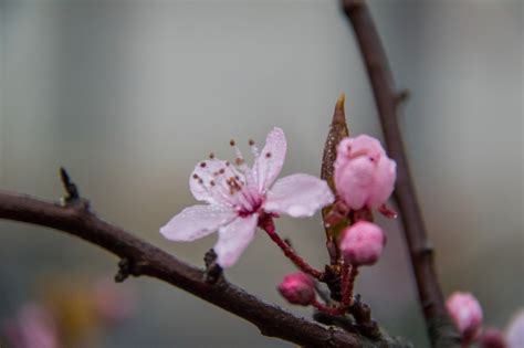 Fond Décran Branche Fleur De Cerisier Humide Rose Printemps