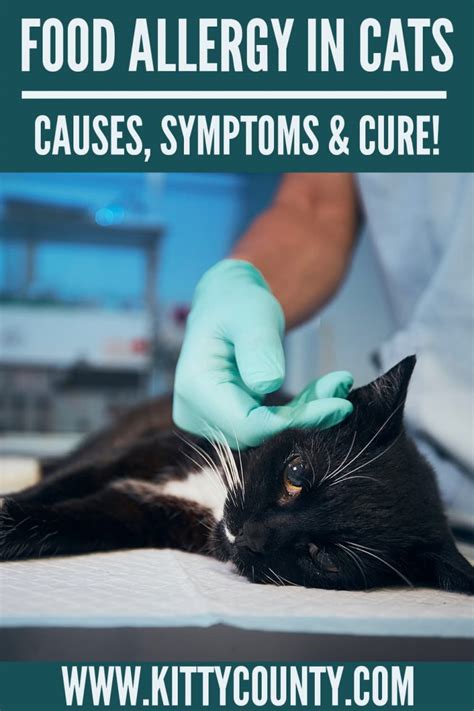 Food Allergies In Cats Signs Symptoms And Treatment Kitty County