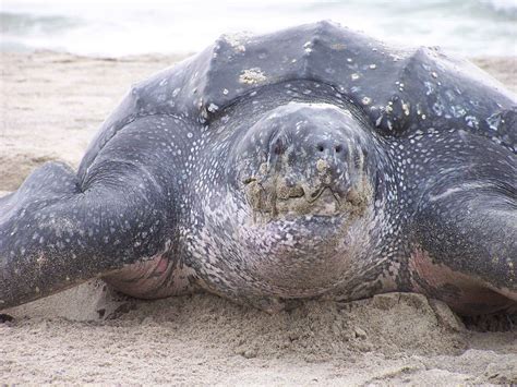 Let Us Help Save Our Planet Leatherback Sea Turtle A Critically