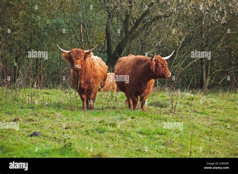 Two Highland Cattle On Meadow Stock Photo Alamy