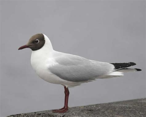 Super slow motion 1000 fps видео stock и рассмотреть аналогичные видео в adobe stock. Black-headed Gull | Audubon Field Guide
