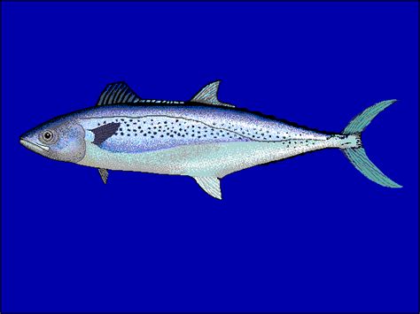 It is found in around the indian ocean and adjoining seas. Mackerel