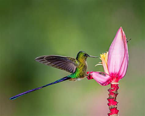 Download Flower Bird Animal Hummingbird Hd Wallpaper