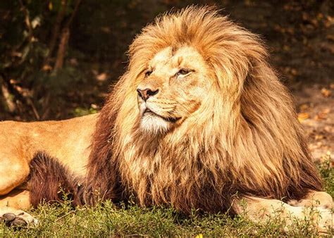 Top 10 Interesting Kenya Safari Facts You Should Know