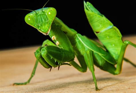 The Praying Mantis Beneficial Insect Praying Mantis Facts The Old Farmer S Almanac