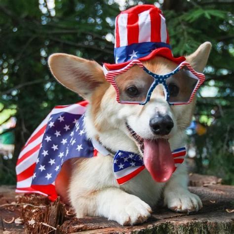 4th Of July In 2020 Patriotic Pets Super Cute Animals Pet Holiday