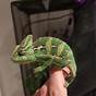 Male Veiled Chameleon Colors