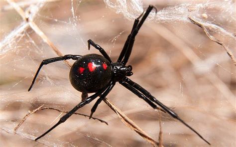 Blog Dallas Property Owners Helpful Guide To Black Widow Spiders