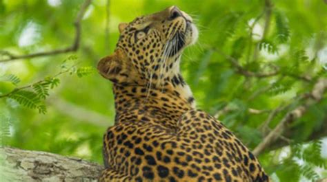 Kumana National Park Sri Lanka Wildlife Holiday In Sri Lanka