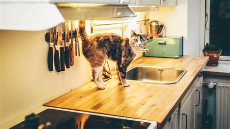 ¿cómo Evitar Que Un Gato Se Suba A La Mesa De La Cocina Fanáticos De