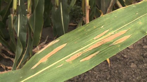 Corn Diseases Northern Corn Leaf Blight Youtube