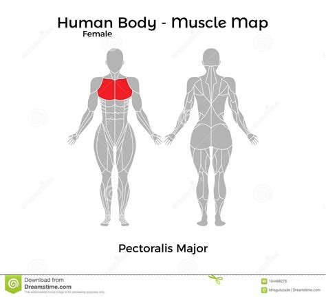 There are 2 heads of the pectoralis major, the clavicular however, women can also benefit from strengthening and training the muscles of their chests. Female Human Body - Muscle Map, Pectoralis Major Stock ...