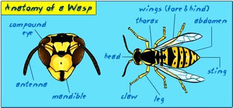 Anatomy Of A Wasp Wasp Thorax Anatomy