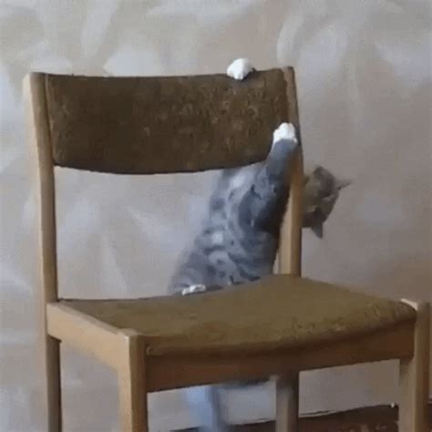 27 Cats Fighting With Strange Objects Cuteness