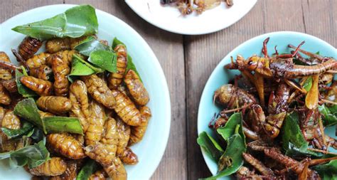 Finden sie die besten angebote für 1 zimmer wohnung essen. Insekten kaufen | Food Insects