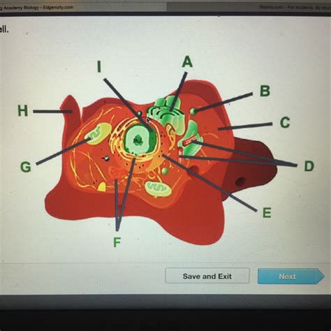 The 5 organelles which are typically considered to not be found within animal cells include the following: Which organelle is labeled H? A) cell membrane B) cell ...