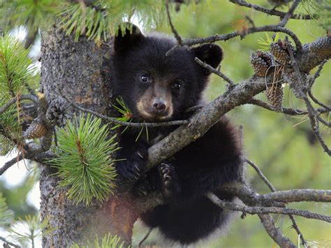 Baby Bear In Tree