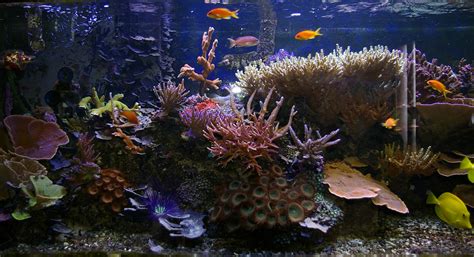 Free Stock Photo 1359 Tropical Saltwater Aquarium Freeimageslive