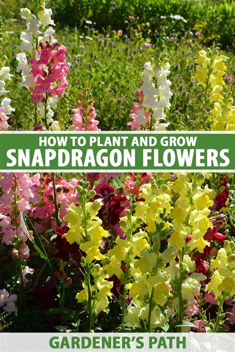 Snapdragon Plant Care