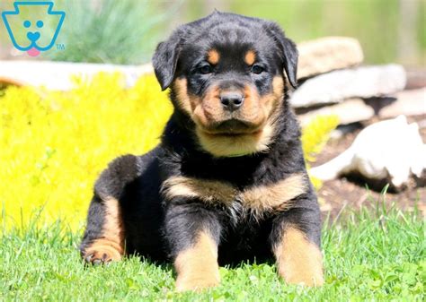 How to reserve a puppy. Danny | Rottweiler Puppy For Sale | Keystone Puppies