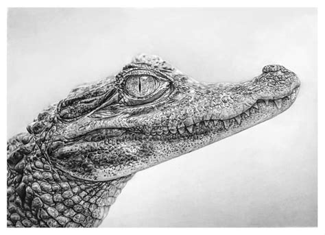 Caiman Drawing By Trentredmon On Deviantart Realistic Animal Drawings