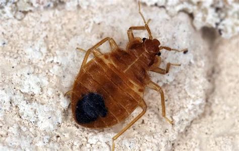 Blog Are Bed Bugs In Dallas Dangerous