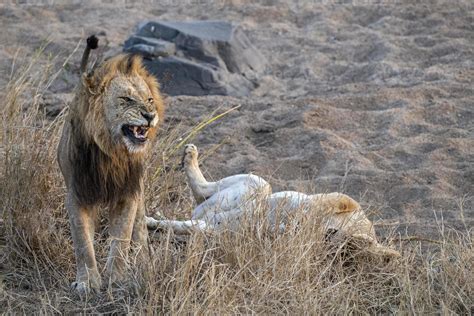 Leões Acasalando No Parque Kruger áfrica Do Sul 17414018 Foto De Stock