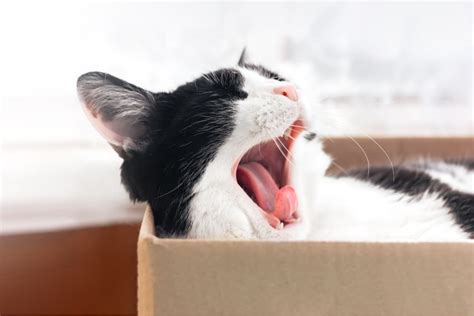 Cat Yawning Why They Do It And What It Means Great Pet Care