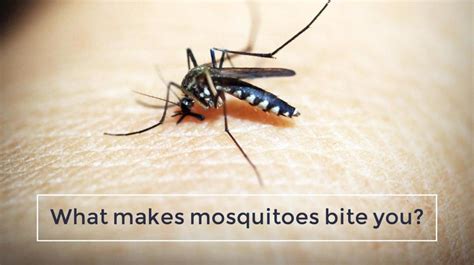 How To Prevent Mosquito Bites Naturally