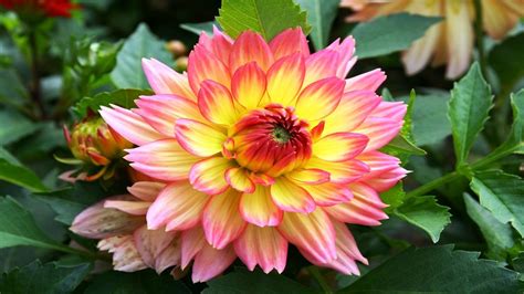 Top 10 Colorful Dahlia Flower Ever You Seen Amazing Flowers Videohd