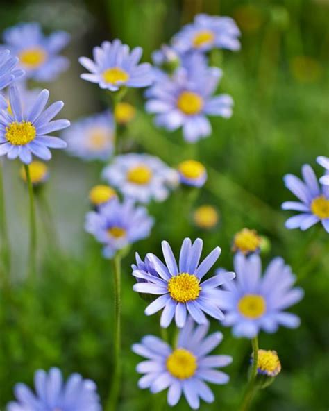 Check spelling or type a new query. 25 Colorful Types Of Daisies - Daisy Varieties For Your Garden