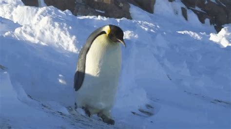 Animated gif images «i love you» will tell everything for you. penguinlove1001 | Tumblr