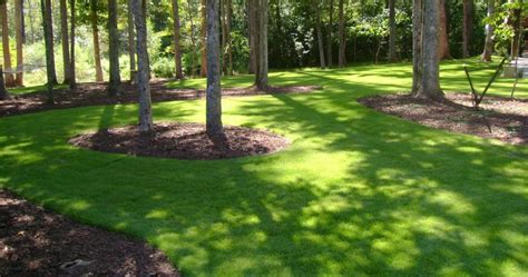 I have rampant creeping charlie that covers everything in site but has trouble. Why Sir Grange Zoysia Is A Finer Choice | Cobbitty Lawn Turf