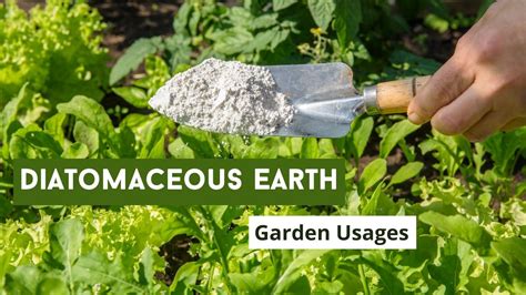 How To Use Diatomaceous Earth Best Usages Gardenhome