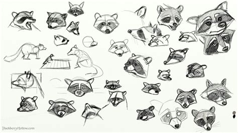 Pin By Yana K On Anatomy Raccoon Art Raccoon Drawing Sketches