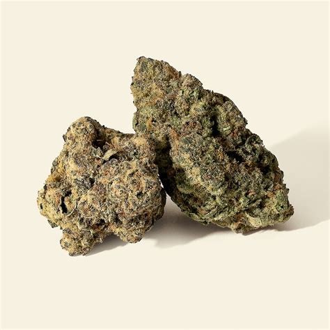 Houseplant: Steam Devil | Leafly