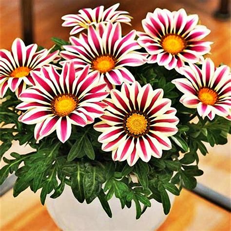 Grow your own vegetables with these gazania rigens pink seeds. egrow 200pcs/bag gazania rigens seeds semillas gazania ...