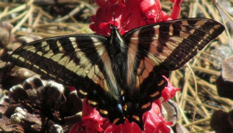 Pale Tiger Swallowtail On Snowplant Papilio Eurymedon Bugguide Net